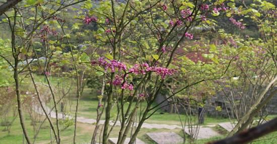 桃花是桃花岭公园必不可少的主人翁